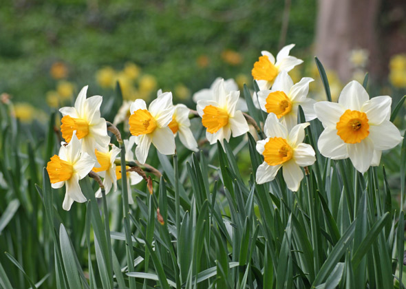 daffodils are dangerous to pets