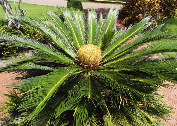 Sago palm plant