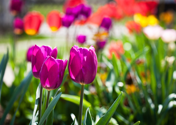 tulips are dangerous to dogs