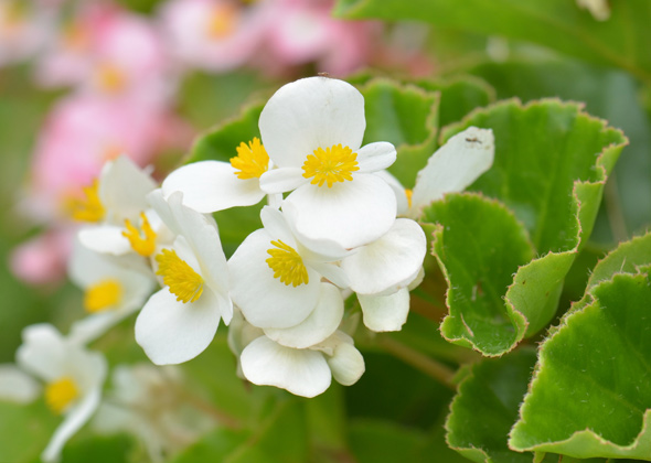 begonia plant