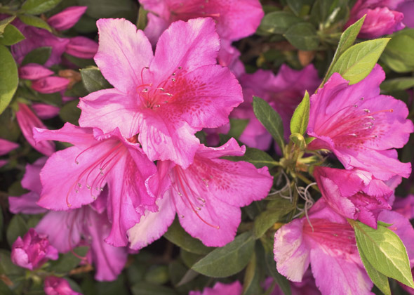 Azalea plant