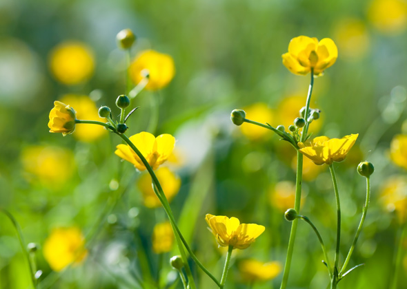 buttercups
