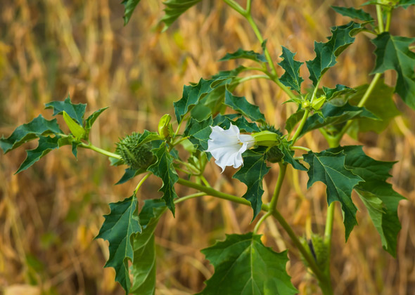 Jimsomweed