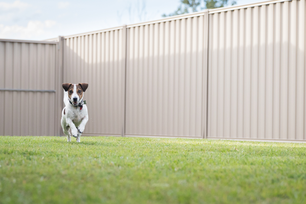 How to Prevent a Lost Dog: Expert Tips, Wireless Fences, and More
