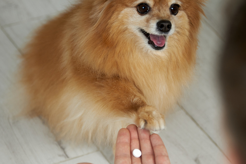 How to Give a Dog a Pill: Vetstreet’s Top 8 Pill Pouches
