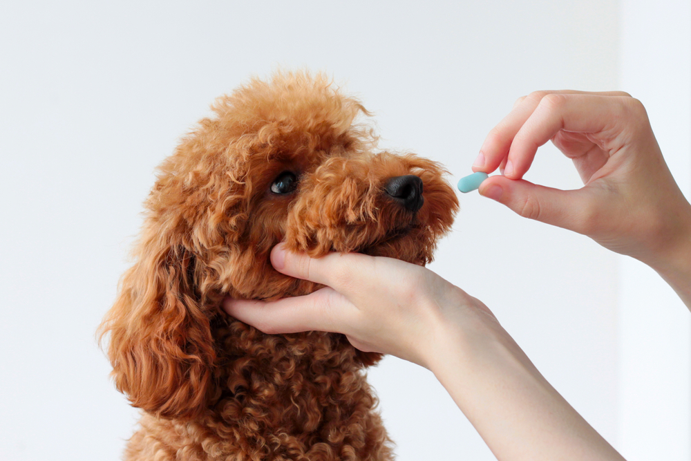 How to Give a Dog a Pill: Vetstreet’s Top 8 Pill Pouches