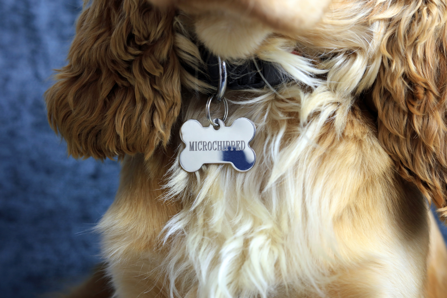 Celeb Uses Microchip Scanner to Reunite Lost Pets (So Can You)