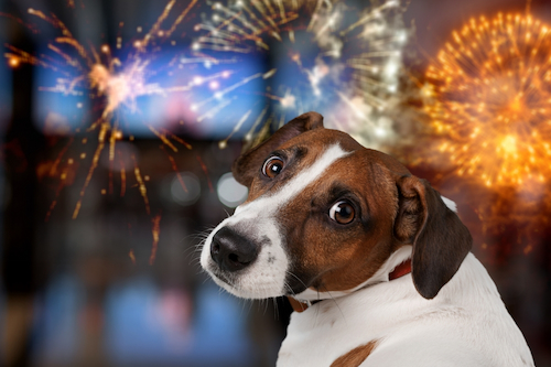 Why Are Dogs Scared of Fireworks (and How to Help)