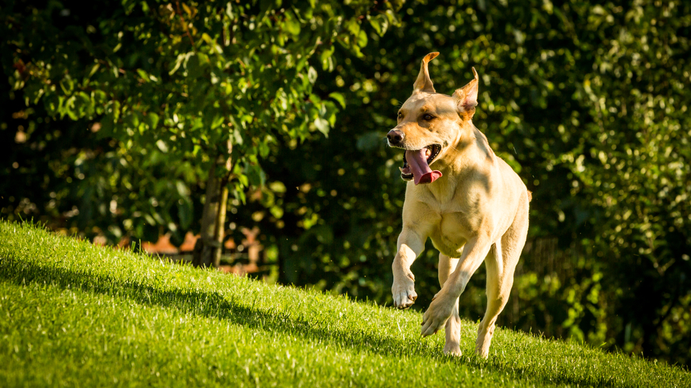 Hip and Joint Supplements for Dogs: Tips for Every Life Stage