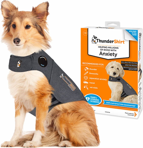 small dog wearing ThunderShirt