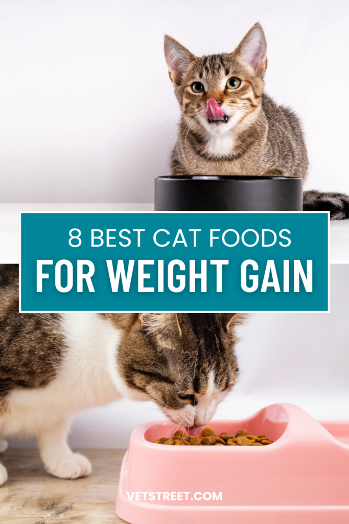 Best cat foods for weight gain