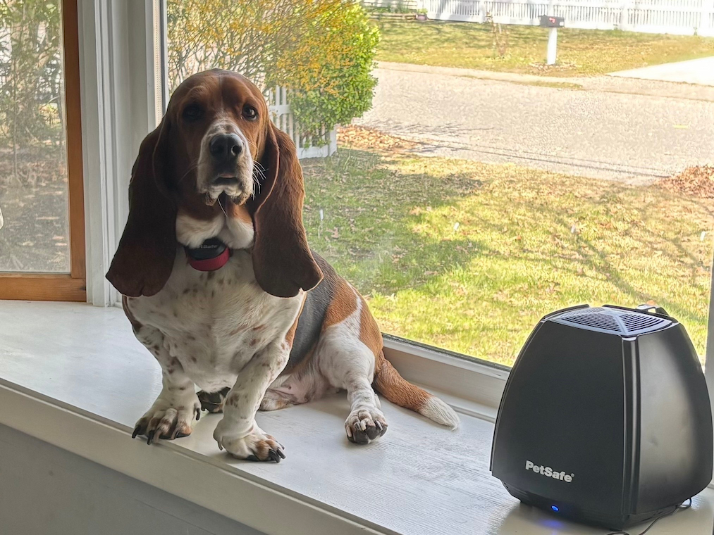 beagle sitting in window with PetSafe transmitter