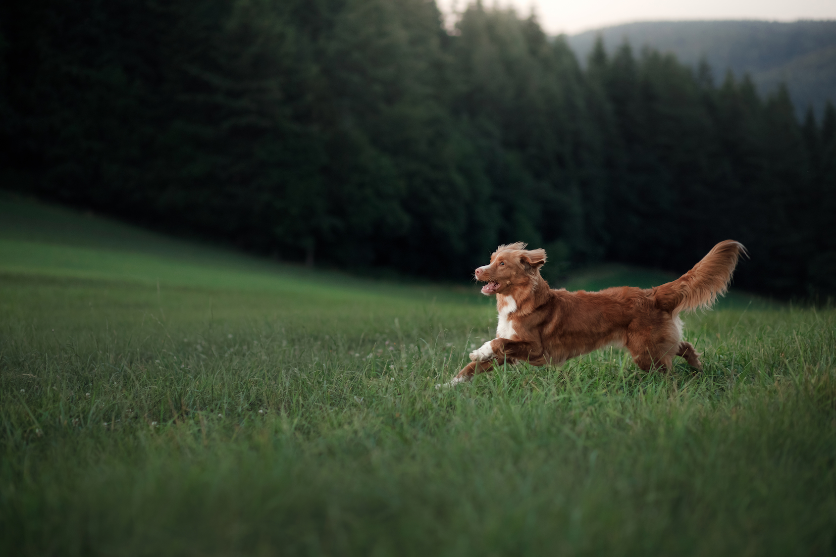 PetSafe Stay and Play Wireless Dog Fence: Our Honest Review