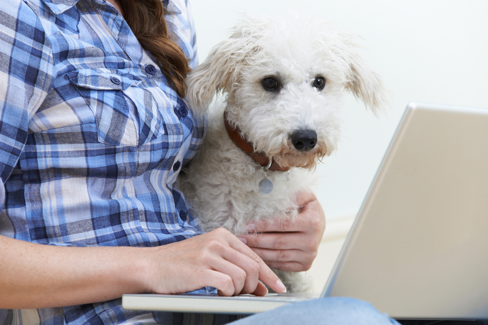 How Much Does Pet Insurance Cost?