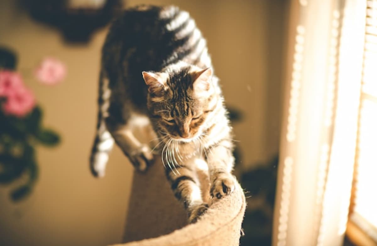 Vetstreet’s Top Healthy Cat Food Choices for Mineral Balance