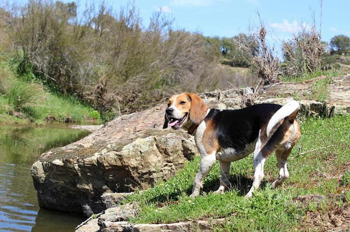 Year-Round Flea and Tick Prevention: Why It Matters