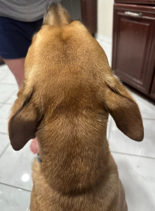 Back of dog head as he waits for FRONTLINE Shield for Dogs