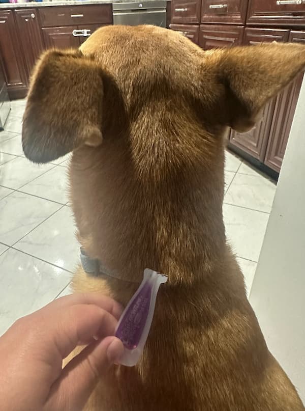 Escudo da linha frontal para cães como cão aplica -se na parte traseira do pescoço