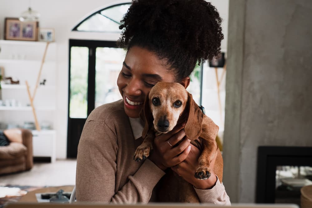 Pet Wellness Plans: 8 Top Ones to Consider