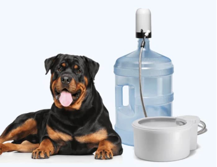 Always full water bowl with dog next to it