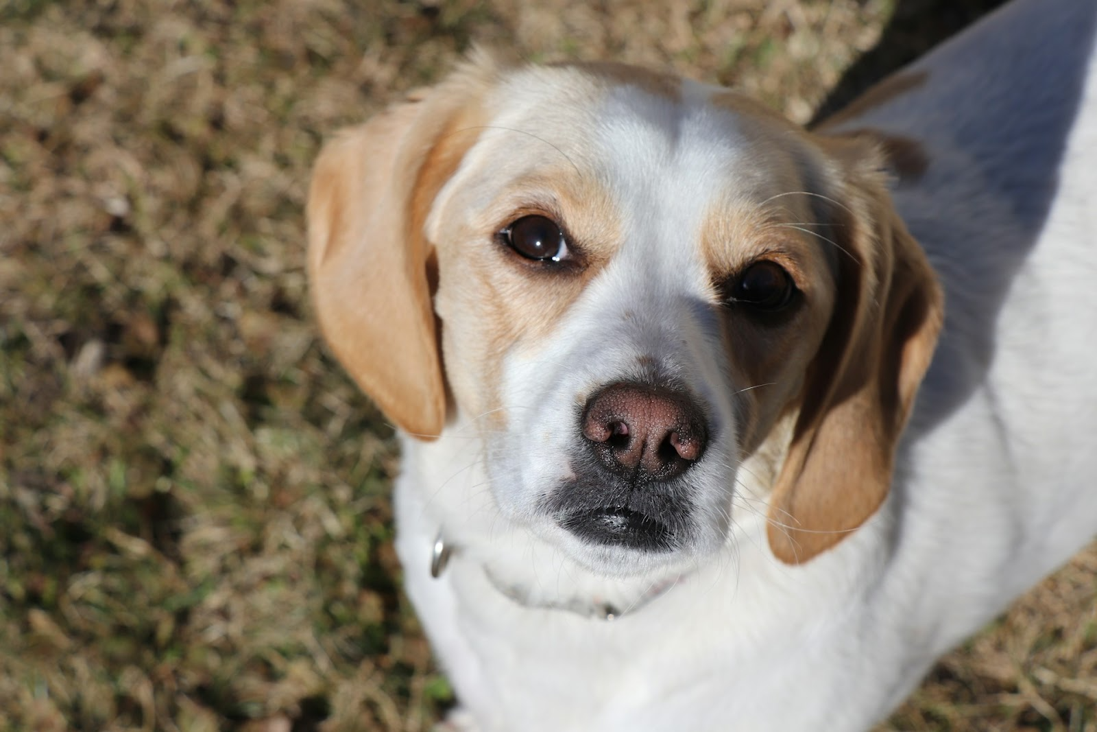 Do Cordyceps Really Help Dogs? We Tried HEH PAWS to Find Out