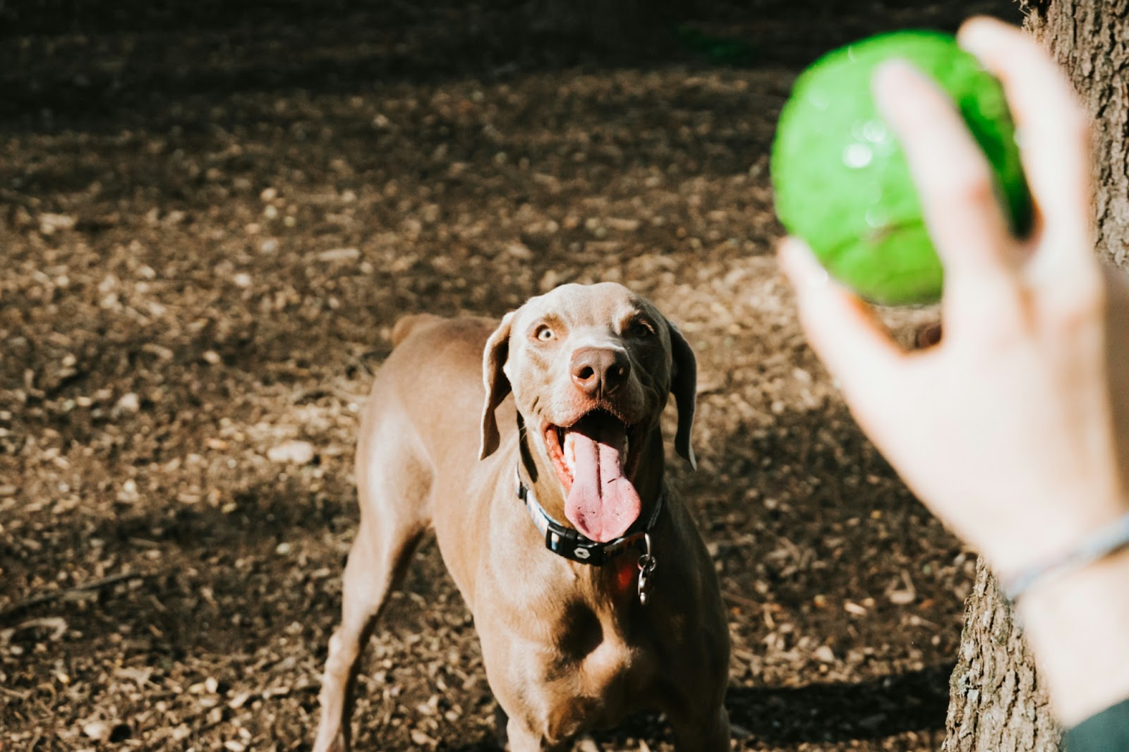 6 Games for Dogs Who Love to Chew