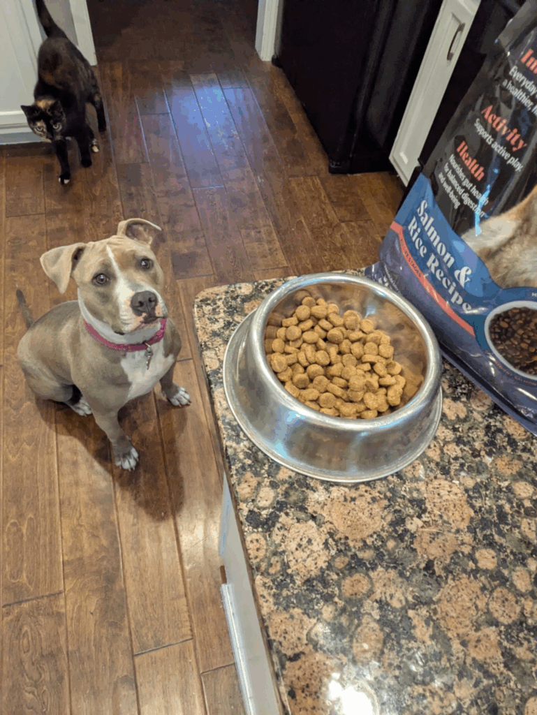 Dog waiting eagerly beside bowl of Cuddly food.
