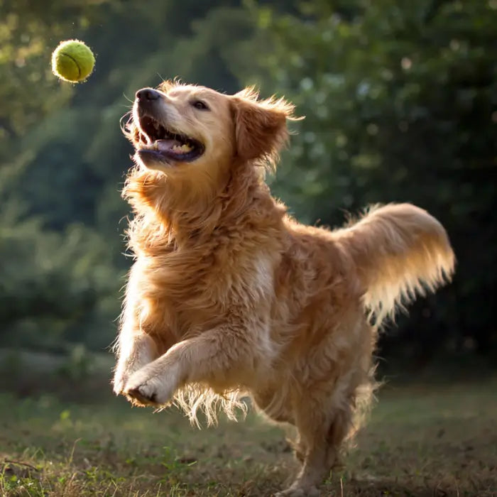 Review of Arterra Daily Dog Supplement