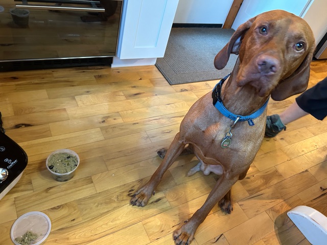 Cachorro prestes a saborear sua primeira refeição ChewPaw