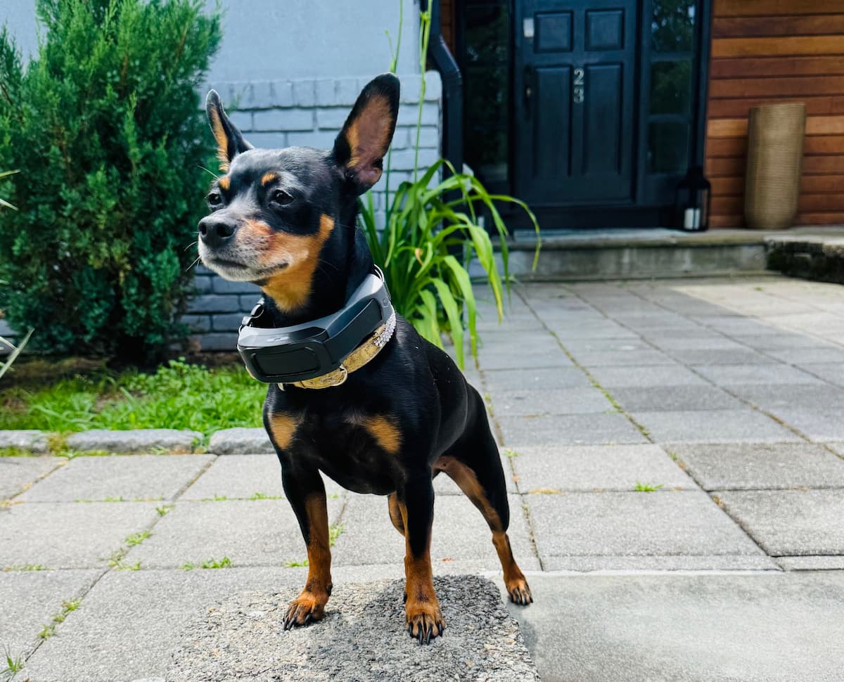 PetSafe GPS Dog Fence 2.0 + Tracking: Our In-Depth Review