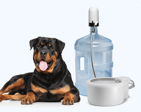 Always Full Pet Bowl Review