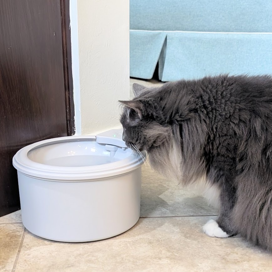 Fluffy gray cat with white paws drinking from the Always Full pet water bowl.