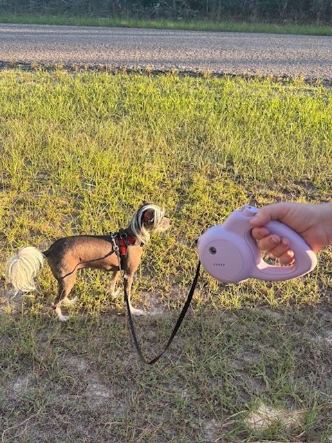 A dog on a walk using the Barkly Personal Alarm Dog Leash.