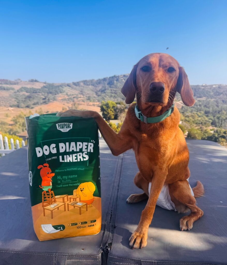 An alert red-brown dog wearing a diaper posing with a large pack of PAWPANG diaper liners outdoors.