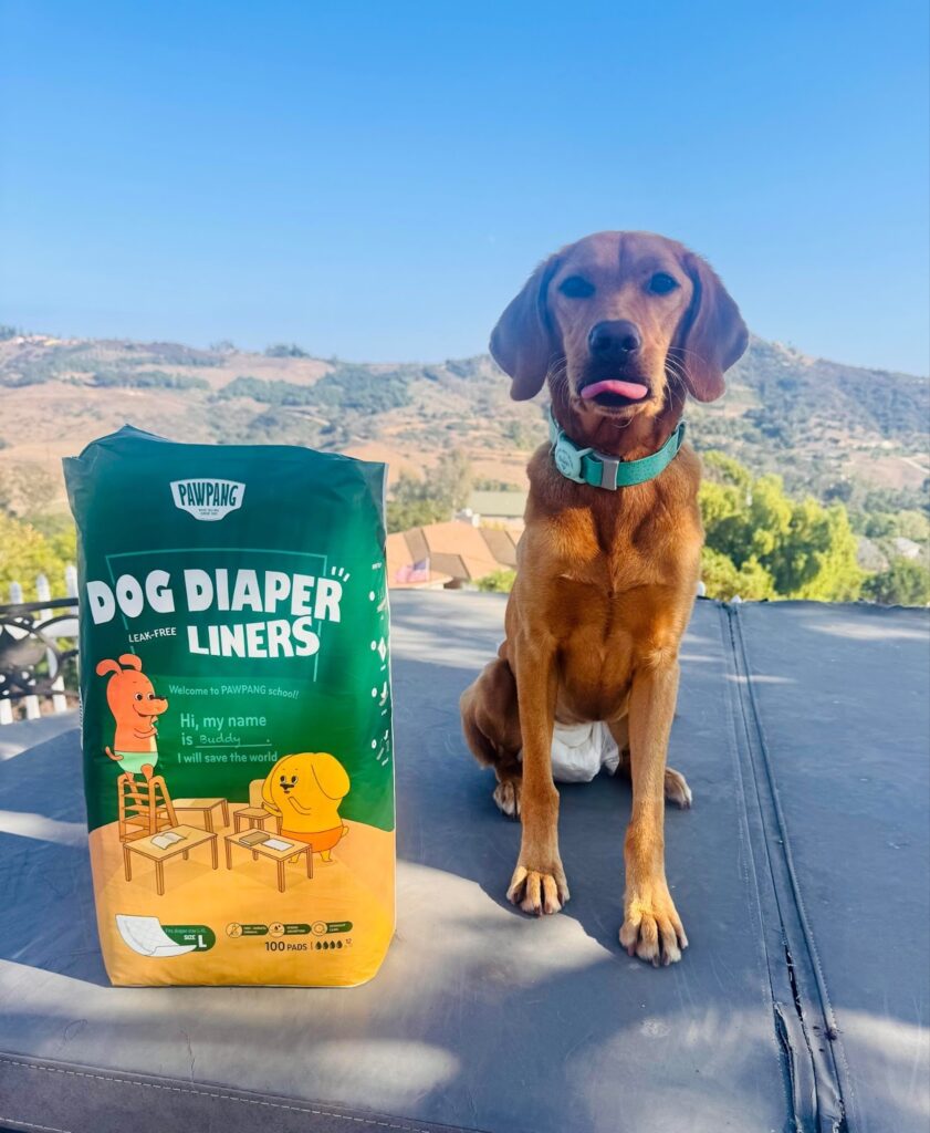 Cachorro marrom sentado usando uma fralda ao lado da embalagem do forro PAWPANG ao ar livre.