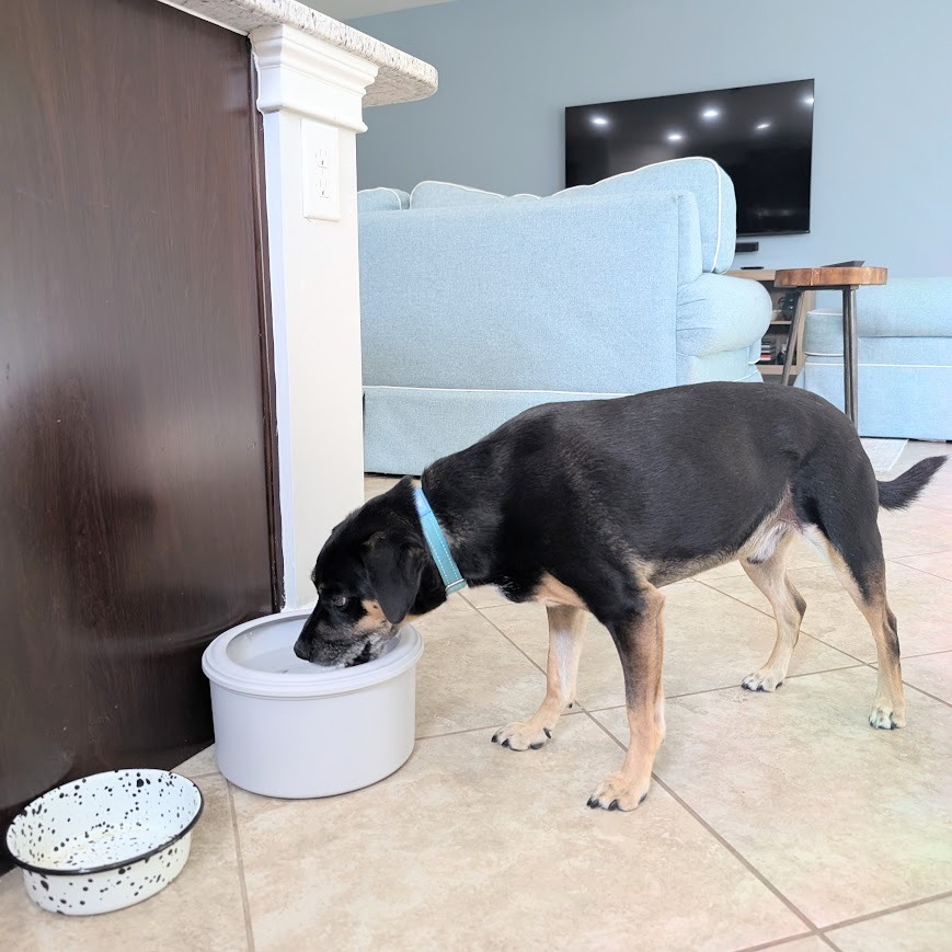 Dog drinking from the Always Full pet water bowl next to an old bowl.