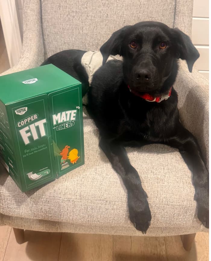 dog with washable dog belly band