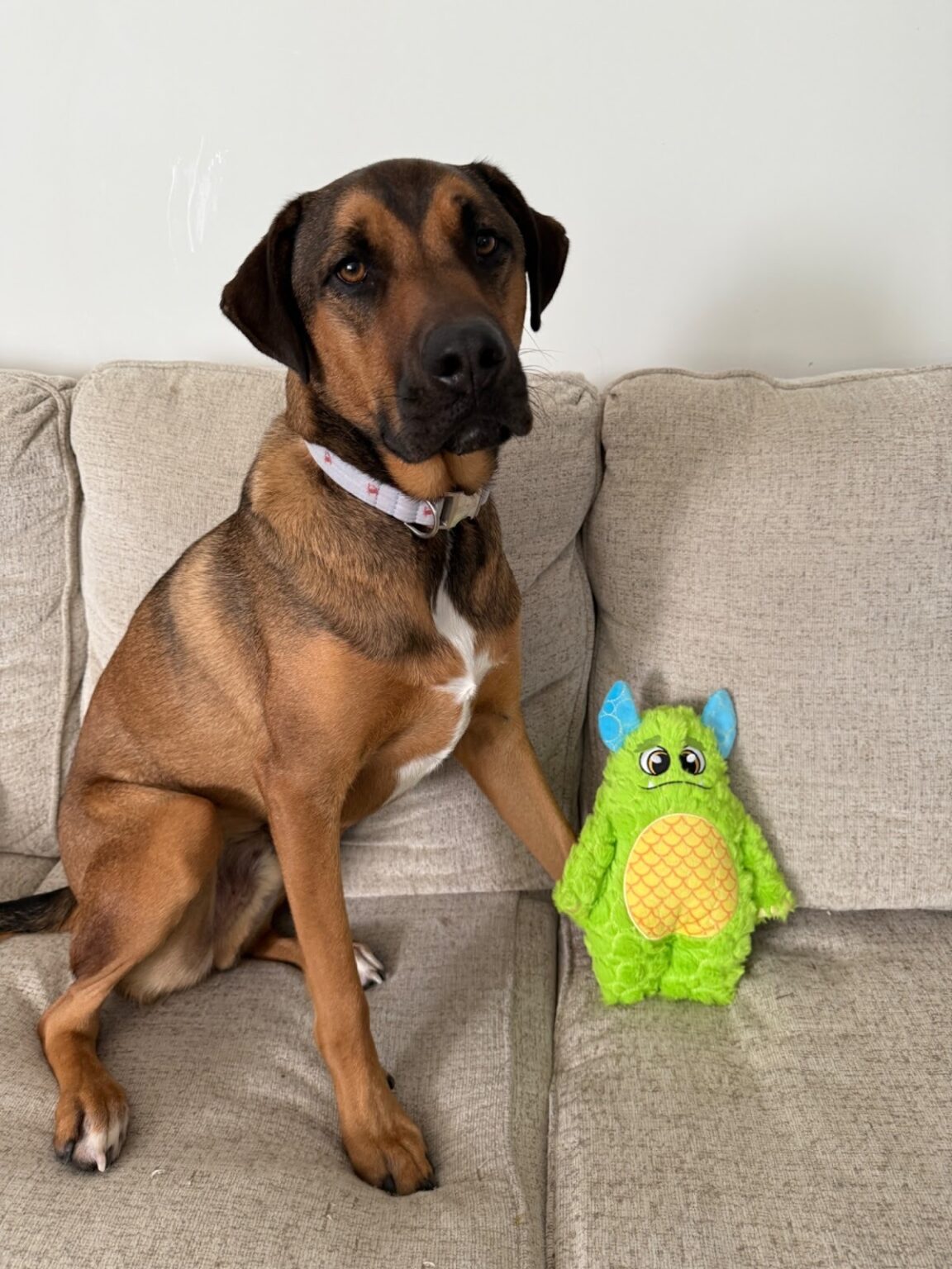 Bite Force Dog Toys Review - Vetstreet | Vetstreet