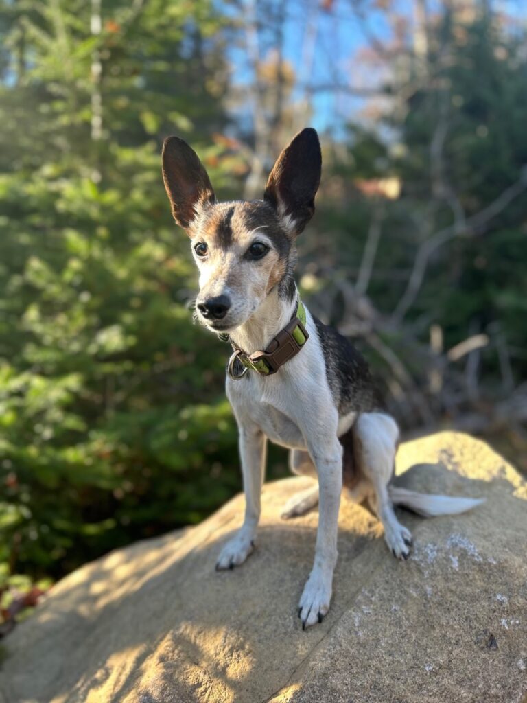 The Miniature Fox Terrier mix dog who successfully used the Fera Pets Probiotics.