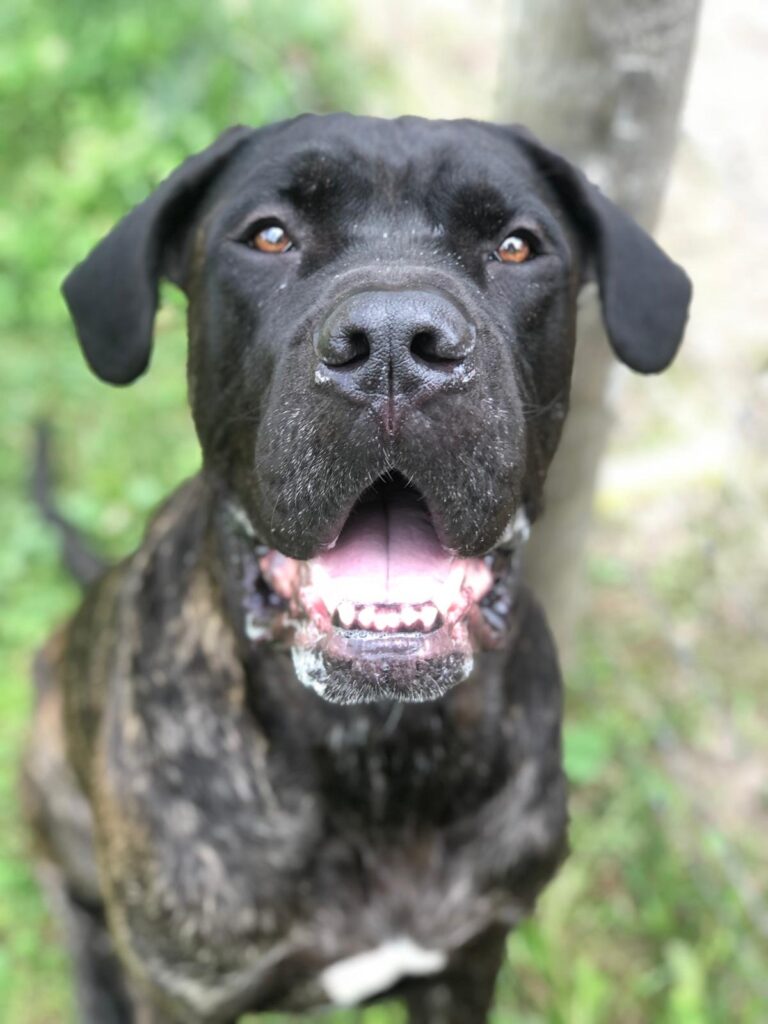 A happy Cane Corso, who benefited from Fera Pets Probiotics, looking at the camera.