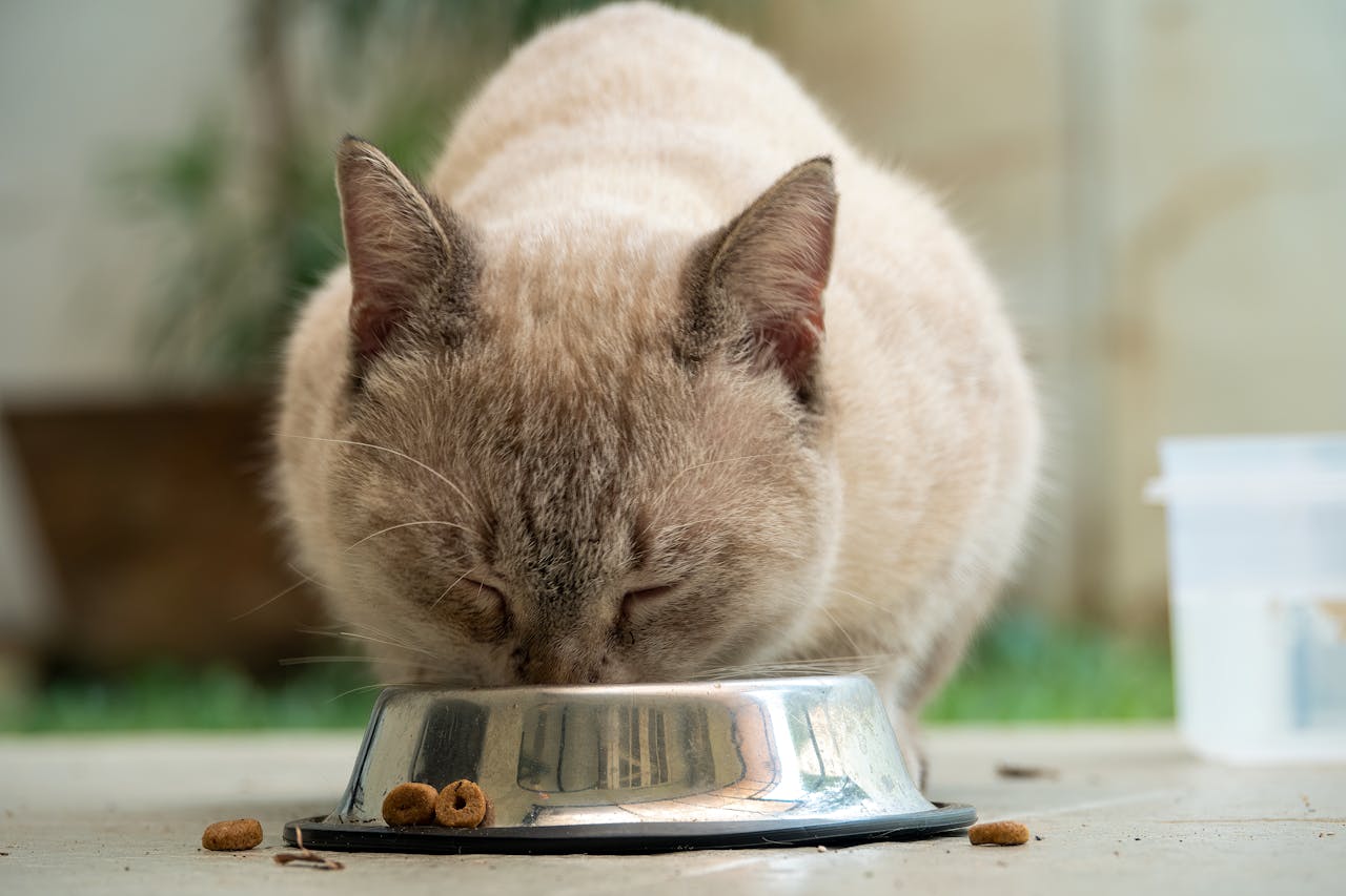 Best Cat Food for Urinary Health