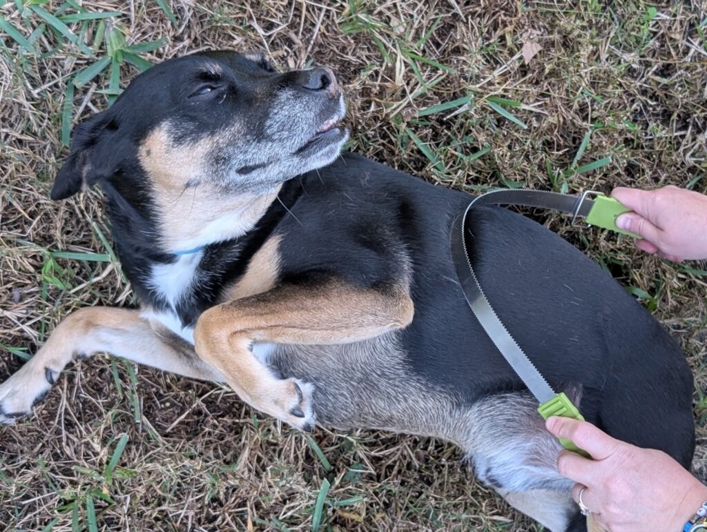 Dog happily receiving a belly brush with the Coastal Pet Products Shedding Blade.