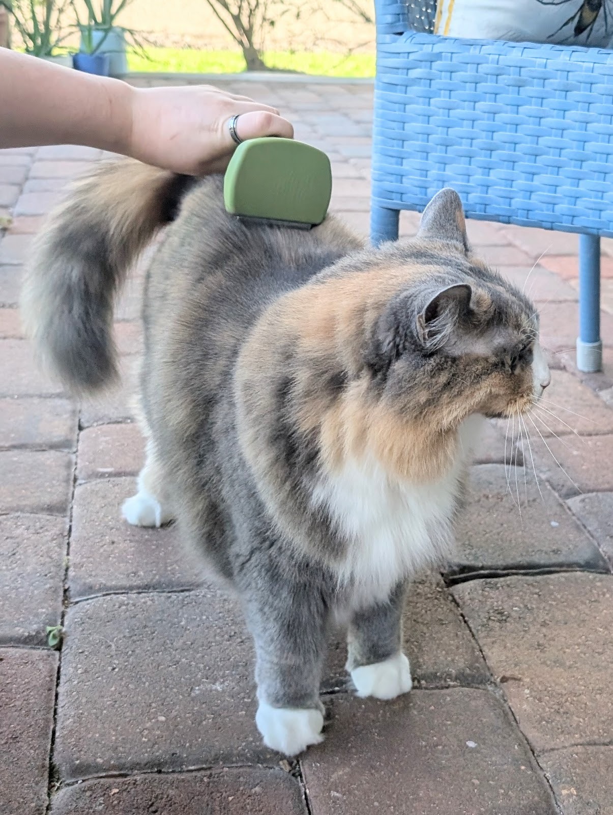 Coastal Pet Products Brush Review