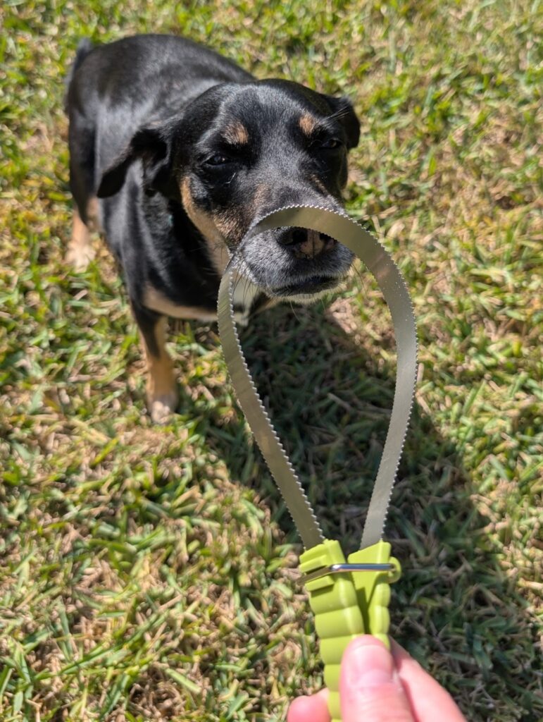 Small black dog sniffing the Coastal Pet Products Safari Dual-Sided Shedding Blade.