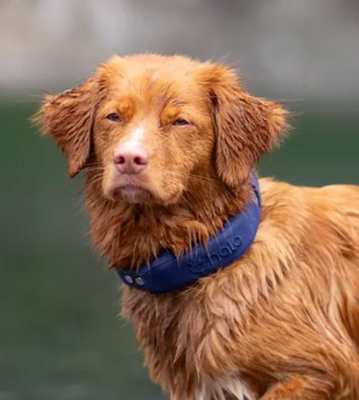 Wet dog wearing Halo Dog Collar Review item