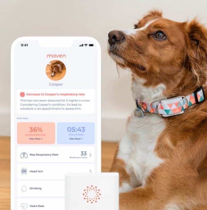 Maven Pet Smart Dog Collar as dog looks on