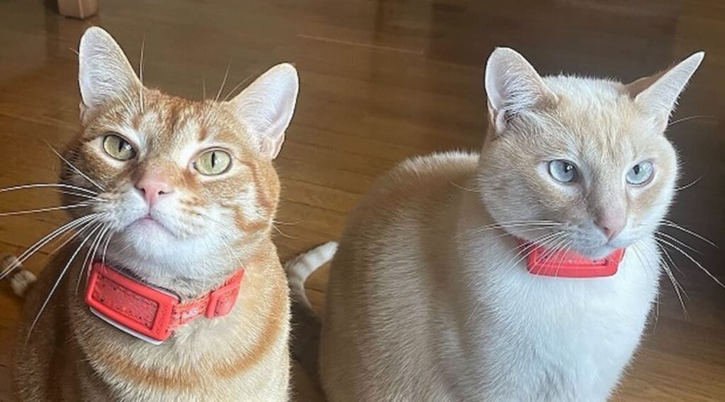 Two cats wearing collars from Maven