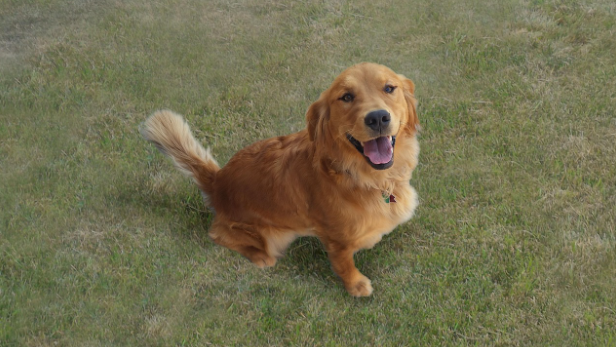 Cute golden retriever smiling