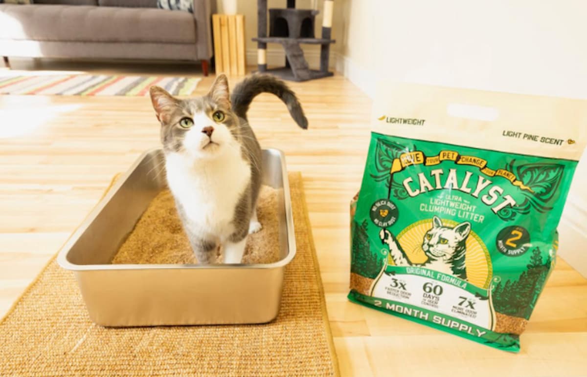 Catalyst Pet Natural Cat Litter Review: A Veterinarian’s Honest Take