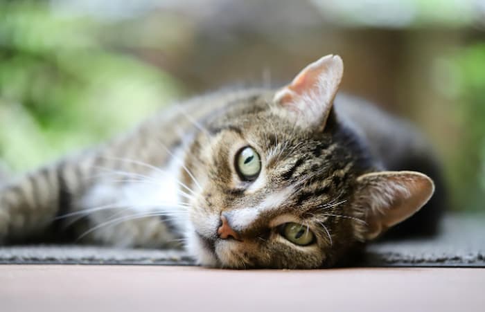 Cat looking at camera